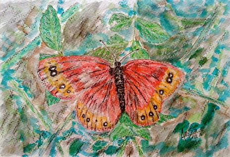 Mariposa