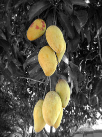 Los Mangos