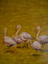 Flamencos