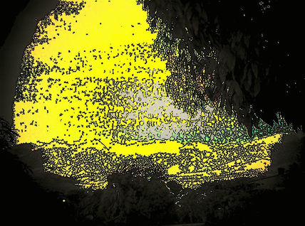 Terra en amarillo