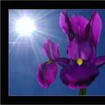 3. La Perfección de la FLOR thumbnail 1