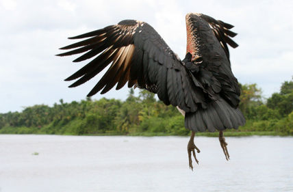 Alzando vuelo