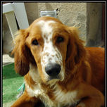 animales thumbnail 1