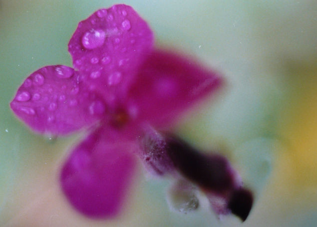 FLORES. Naturaleza Color (Química)