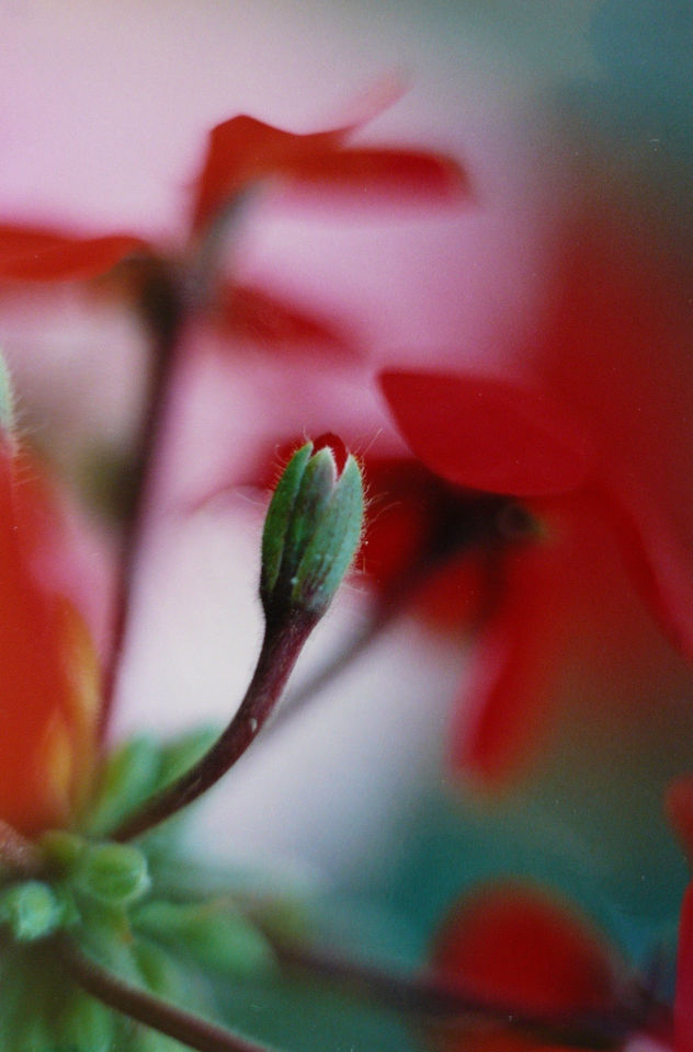 FLORES.