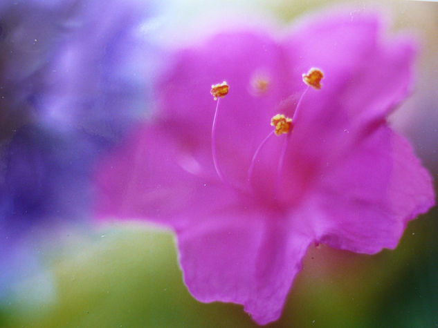 FLORES. Naturaleza Color (Química)