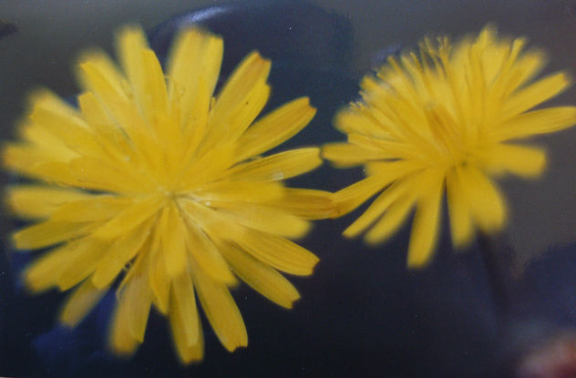 FLORES.