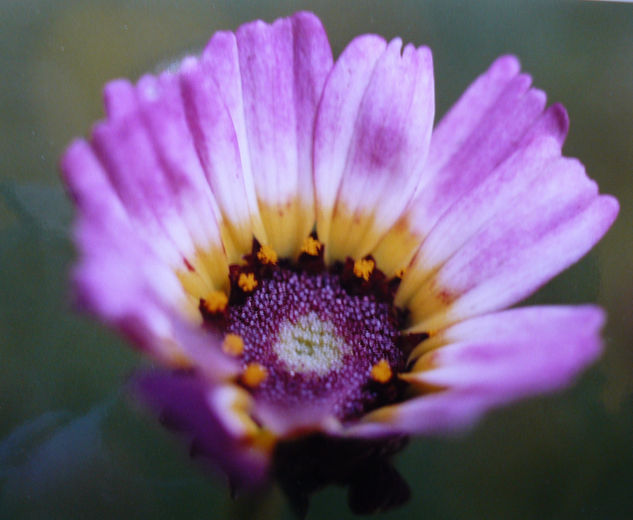 FLORES. Naturaleza Color (Química)