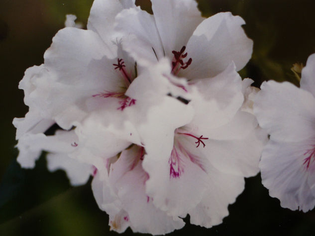 FLORES. Naturaleza Color (Química)