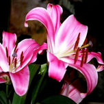 FLORS thumbnail 1