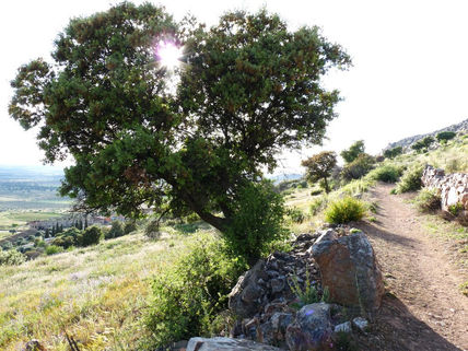 Encina