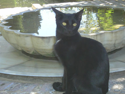 Gato serio