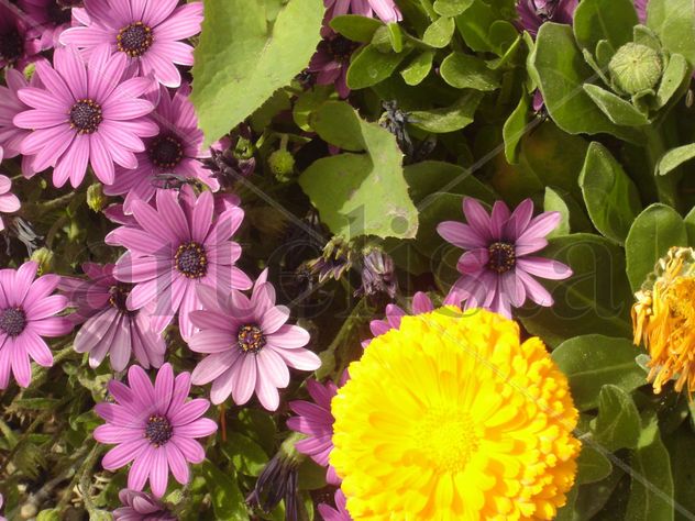 Primavera en Invierno