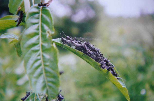 LA COLONIA Naturaleza Color (Química)