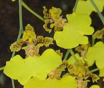 Orquídeas Amarillas 