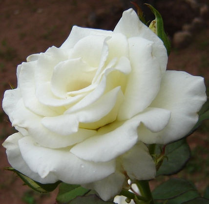 Belleza Blanca