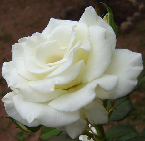 Belleza Blanca