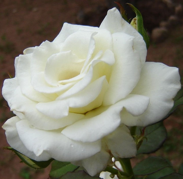 Belleza Blanca