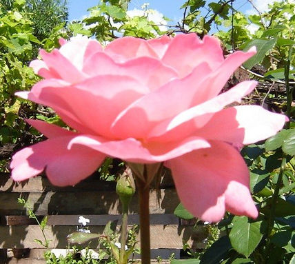 Belleza Rosada