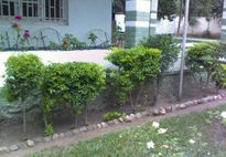 Ficus Benjamina