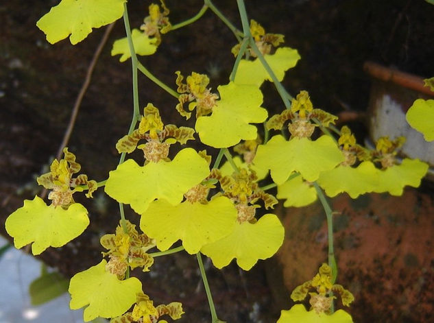 Orquídeas... 