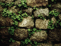 Wall