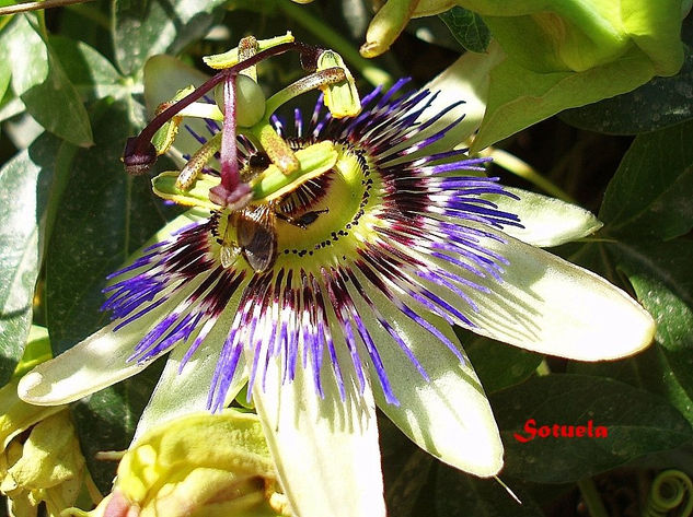 Passiflora y Abeja Naturaleza Color (Digital)