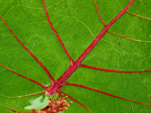 rojos los nervios 