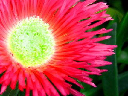 Sol verde