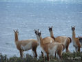 Guanacos curiosos