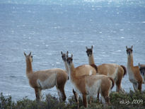 Guanacos curiosos