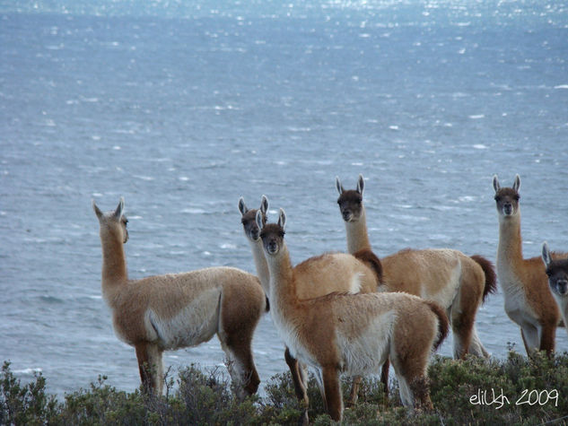 Guanacos curiosos Naturaleza Color (Digital)