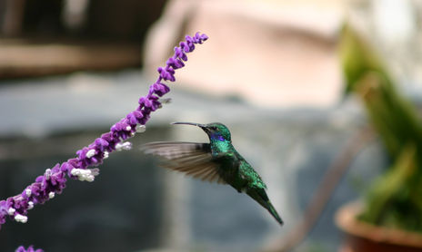 Naturaleza