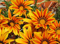 Flores de Fuego