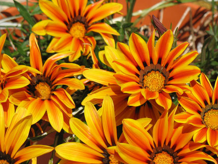 Flores de Fuego