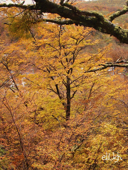 El Otoño en mi ventana Naturaleza Color (Digital)