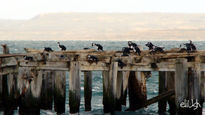 Cormoranes