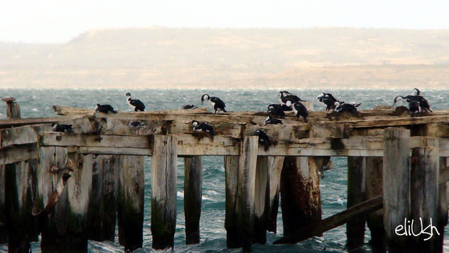 Cormoranes