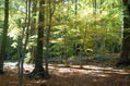 bosque
