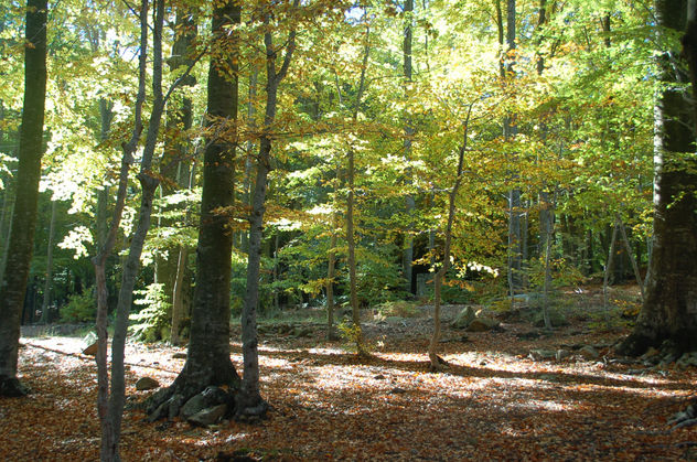 bosque