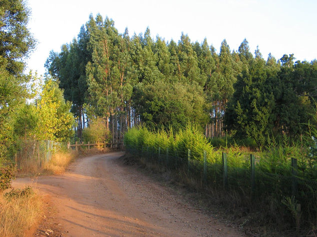 Camino de tierra 