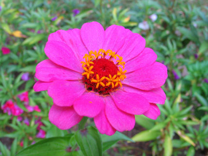 Una flor en la plaza