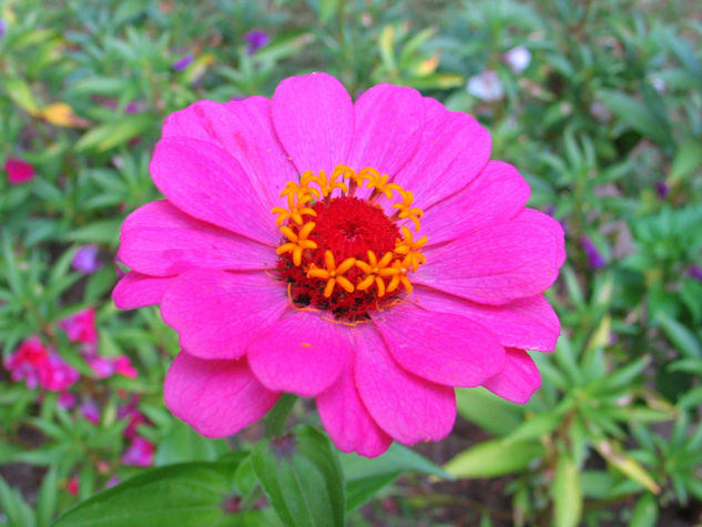 Una flor en la plaza 