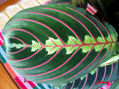 Amaranta hoja