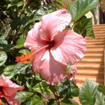 ROSA thumbnail 2