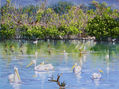 Estero en San Blas, Nayarit, Mexico.