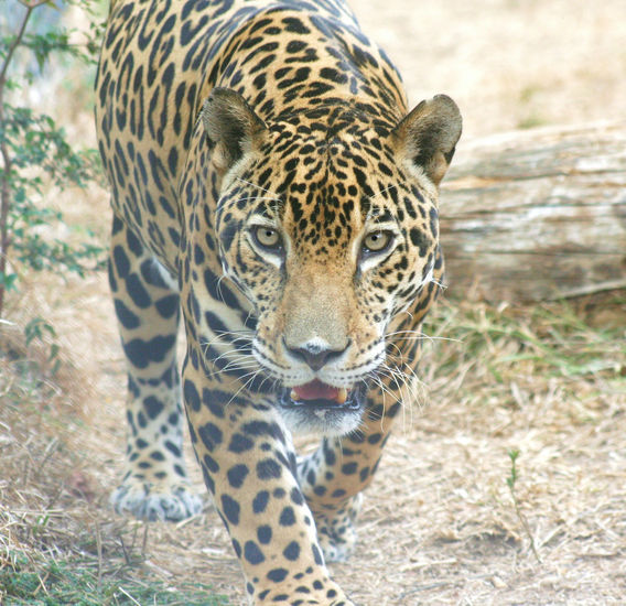 jaguar acecha 