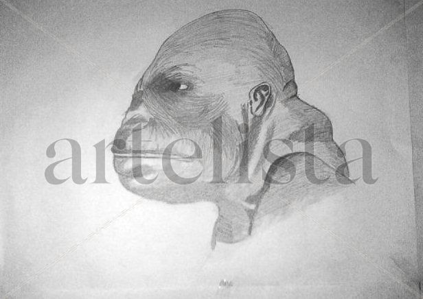 animalo