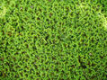 Azolla