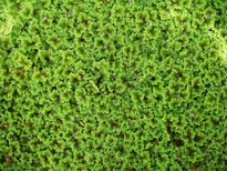 Azolla